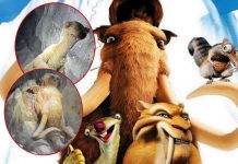 Impactante descubrimiento: personajes de La Era de Hielo hallados congelados (VIDEO) Foto: personajes de La Era de Hielo hallados congelados / Cortesía