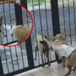 Foto: Robo inesperado: Perro callejero engaña con juego y se lleva un abrigo / Cortesía