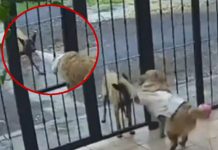 Foto: Robo inesperado: Perro callejero engaña con juego y se lleva un abrigo / Cortesía