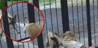 Foto: Robo inesperado: Perro callejero engaña con juego y se lleva un abrigo / Cortesía