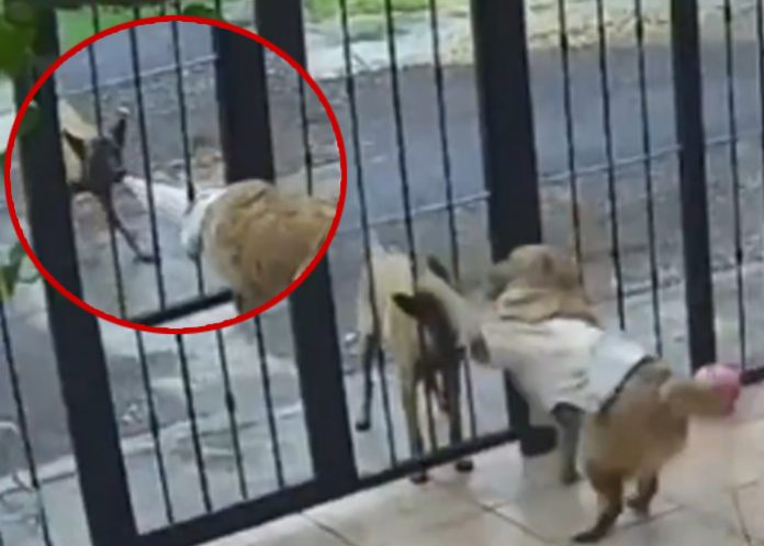 Foto: Robo inesperado: Perro callejero engaña con juego y se lleva un abrigo / Cortesía