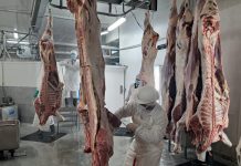 Foto: Nicaragua, La carne bovina como pilar estratégico de la economía nacional/Cortesía