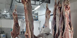Foto: Nicaragua, La carne bovina como pilar estratégico de la economía nacional/Cortesía
