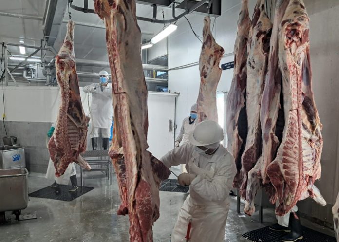 Foto: Nicaragua, La carne bovina como pilar estratégico de la economía nacional/Cortesía