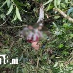 Foto: Tragedia mortal durante corte de café en Madriz/TN8