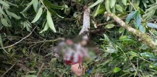Foto: Tragedia mortal durante corte de café en Madriz/TN8