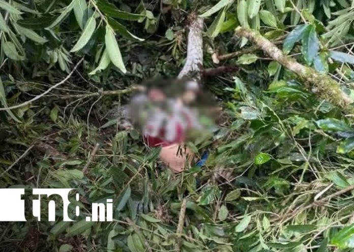 Foto: Tragedia mortal durante corte de café en Madriz/TN8
