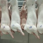 Foto:Nicaragua asegura producción de carne porcina en 2025/Cortesía