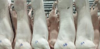 Foto:Nicaragua asegura producción de carne porcina en 2025/Cortesía