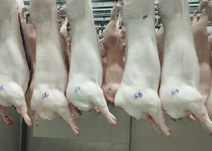 Foto:Nicaragua asegura producción de carne porcina en 2025/Cortesía