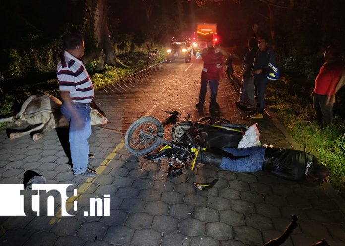 Foto: Motociclista ebrio choca contra vaca en La Chichi Mora/TN8