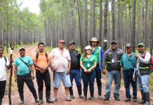 Exportación de resina de pino aporta al desarrollo económico y a la gestión sostenible de los bosques Foto: MARENA autoriza exportación de más de un millón de kilos de resina/Cortesía
