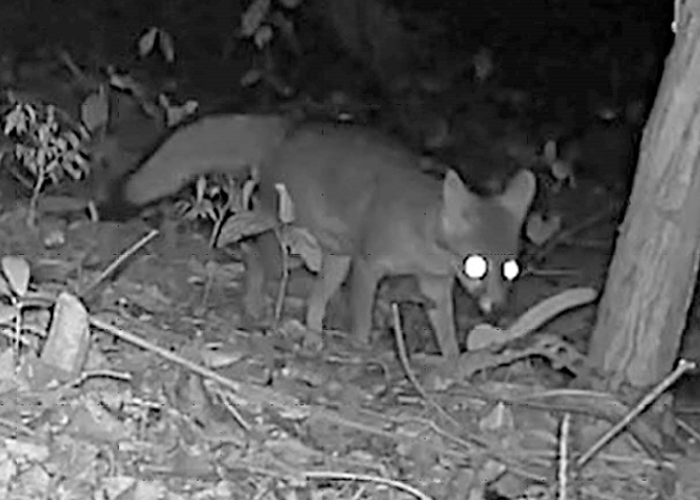 Foto: MARENA fortalece el monitoreo de la biodiversidad en el Refugio Río Escalante Chacocente/Cortesía