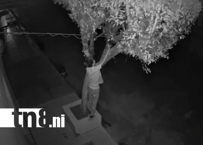 Foto: ¡Cuidado con los Grinch en Chinandega! Roban luces navideñas en barrio El Calvario/TN8