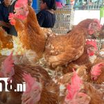 Foto: Mercado municipal registra fuerte movimiento comercial/TN8