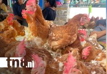 Mercado Ernesto Fernández vive alta demanda por cena navideña Foto: Mercado municipal registra fuerte movimiento comercial/TN8
