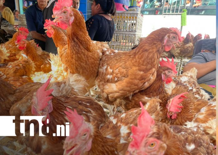 Foto: Mercado municipal registra fuerte movimiento comercial/TN8