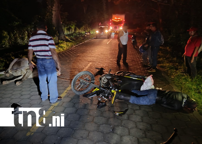 Foto: Motociclista ebrio choca contra vaca en La Chichi Mora/TN8