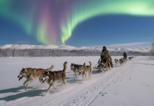 Imágenes desde Alaska muestran un paisaje tan perfecto que internet no tardó en enamorarse Foto: Un paseo en trineo bajo una aurora boreal conquista las redes en Alaska/ IA