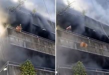 Mujer arriesga su vida para rescatar a sus perros durante incendio en Filipinas Foto: Valiente rescate de mascotas en pleno incendio en Filipinas /Cortesía