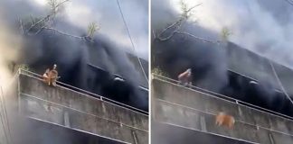 Foto: Valiente rescate de mascotas en pleno incendio en Filipinas /Cortesía