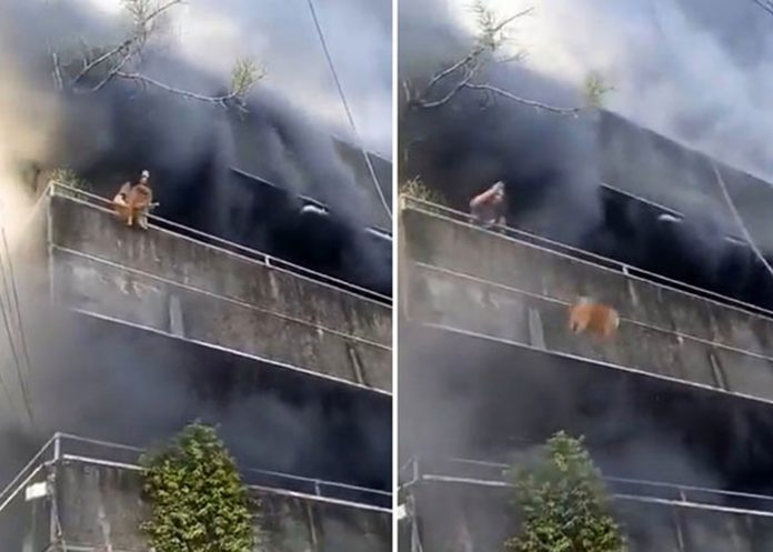 Foto: Valiente rescate de mascotas en pleno incendio en Filipinas /Cortesía
