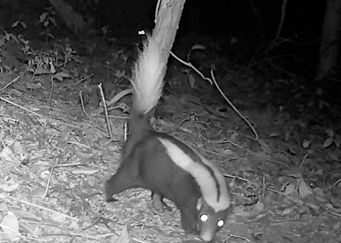 Foto: MARENA fortalece el monitoreo de la biodiversidad en el Refugio Río Escalante Chacocente/Cortesía