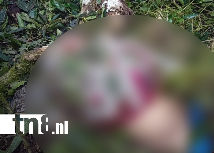 Foto: Tragedia mortal durante corte de café en Madriz/TN8