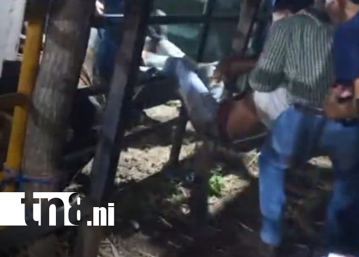 Foto: Torero menor lesionado en montas taurinas de Ometepe/TN8