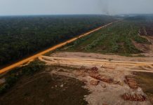 Alerta ambiental: 62 % de la Amazonía brasileña es destruida ilegalmente Foto: Tala ilegal destruye la Amazonía/ Cortesía