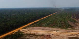 Foto: Tala ilegal destruye la Amazonía/ Cortesía