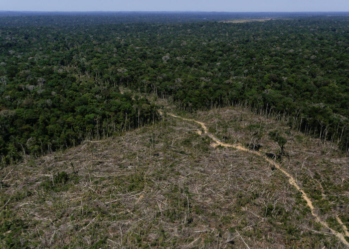 Foto: Tala ilegal destruye la Amazonía/ Cortesía