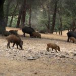 Foto: Control de peste porcina africana en zona cerca de Barcelona