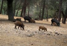 ¿Está avanzando la peste porcina en Barcelona? Esto es lo que se sabe Foto: Control de peste porcina africana en zona cerca de Barcelona