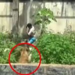 Joven de 19 años muere en las garras de una Leona en Brasil (VIDEO) Foto: Tragedia en zoológico de Brasil /Cortesía