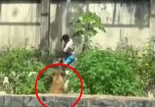 Joven de 19 años muere en las garras de una Leona en Brasil (VIDEO) Foto: Tragedia en zoológico de Brasil /Cortesía