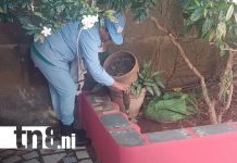 Zancudos bajo control: MINSA lidera jornada preventiva en Tenderí Foto: MINSA refuerza medidas preventivas contra zancudos en Tenderí/TN8