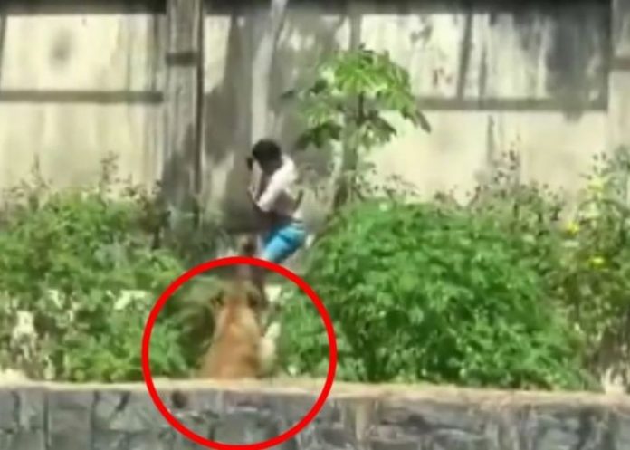 Foto: Tragedia en zoológico de Brasil /Cortesía