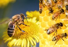 Uruguay en alerta: millones de abejas mueren en misteriosa mortandad masiva