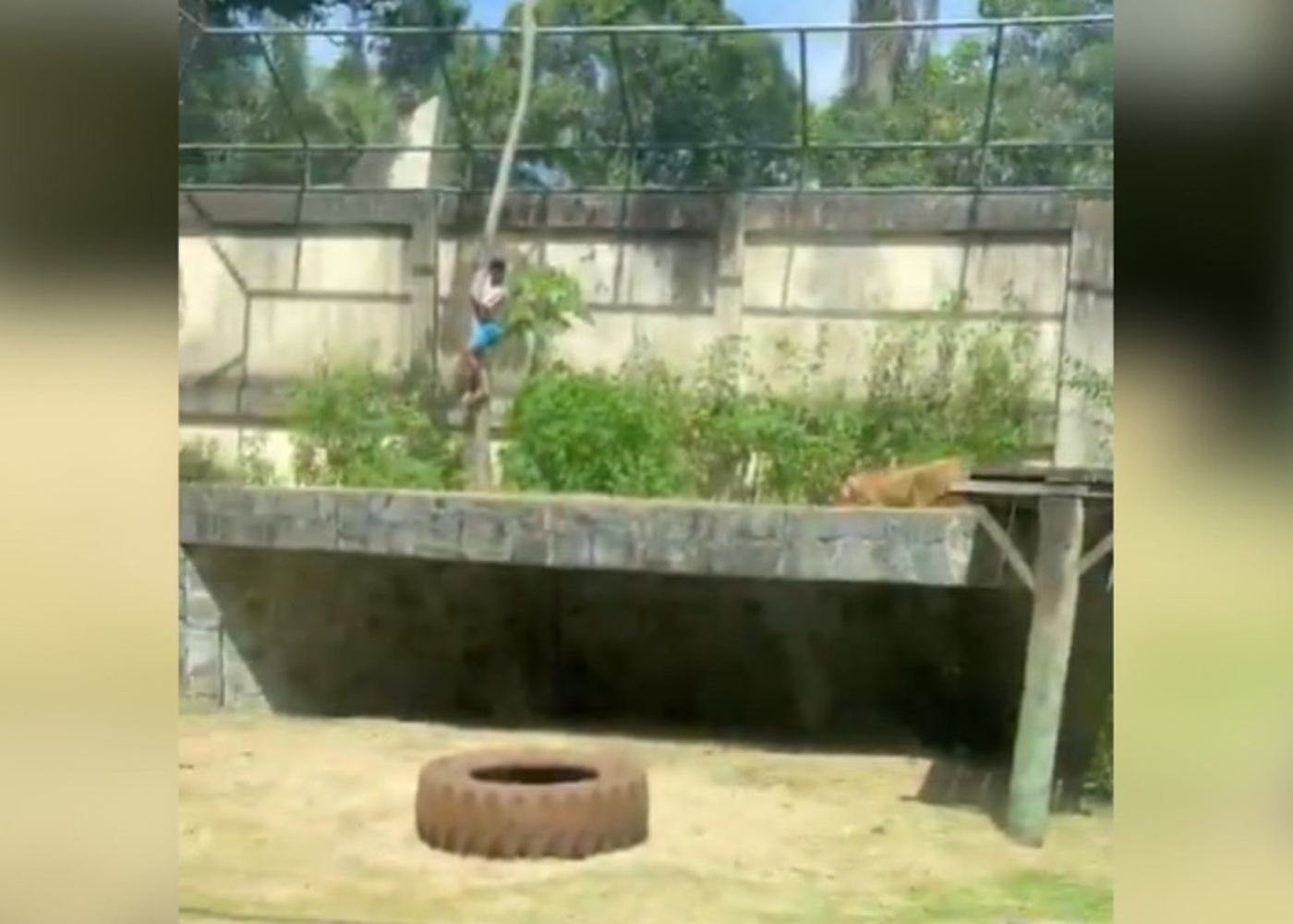 Foto: Tragedia en zoológico de Brasil /Cortesía