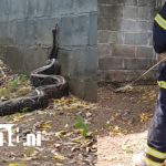 Bomberos capturan gigante Boa que rondaba el Parque Industrial ZFIT en Tipitapa Foto: Boa de 3 metros siembra pánico en parque industrial de Tipitapa /TN8