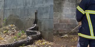 Foto: Boa de 3 metros siembra pánico en parque industrial de Tipitapa /TN8