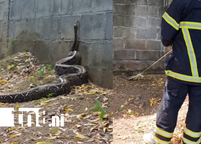 Foto: Boa de 3 metros siembra pánico en parque industrial de Tipitapa /TN8