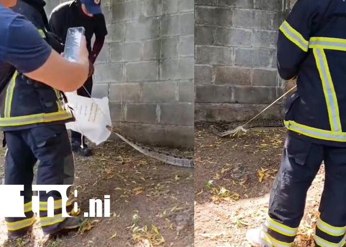 Foto: Boa de 3 metros siembra pánico en parque industrial de Tipitapa /TN8