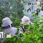 Abejas matan a cuatro animales y hieren a 10 niños en un barrio de Managua Foto: Picaduras por abejas africanizadas en Managua / TN8