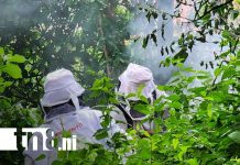 Abejas matan a cuatro animales y hieren a 10 niños en un barrio de Managua Foto: Picaduras por abejas africanizadas en Managua / TN8