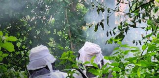 Foto: Picaduras por abejas africanizadas en Managua / TN8