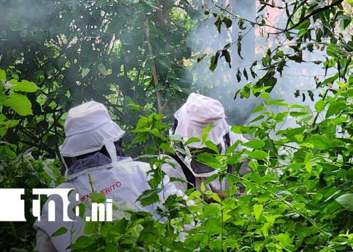 Foto: Picaduras por abejas africanizadas en Managua / TN8