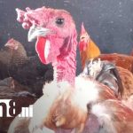 Foto: Venta de gallinas "porrocas" en el Mercado Oriental / TN8