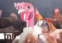 Foto: Venta de gallinas "porrocas" en el Mercado Oriental / TN8